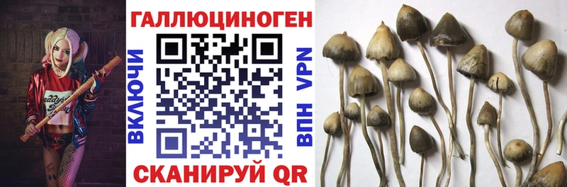 Псилоцибиновые грибы Psilocybe  площадка как зайти  Артёмовский 